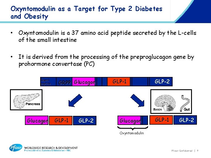 Oxyntomodulin as a Target for Type 2 Diabetes and Obesity • Oxyntomodulin is a