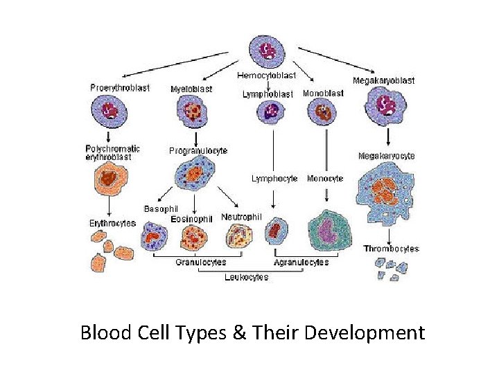 Blood Cell Types & Their Development 