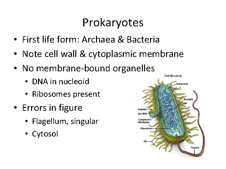 Prokaryotes • First life form: Archaea & Bacteria • Note cell wall & cytoplasmic