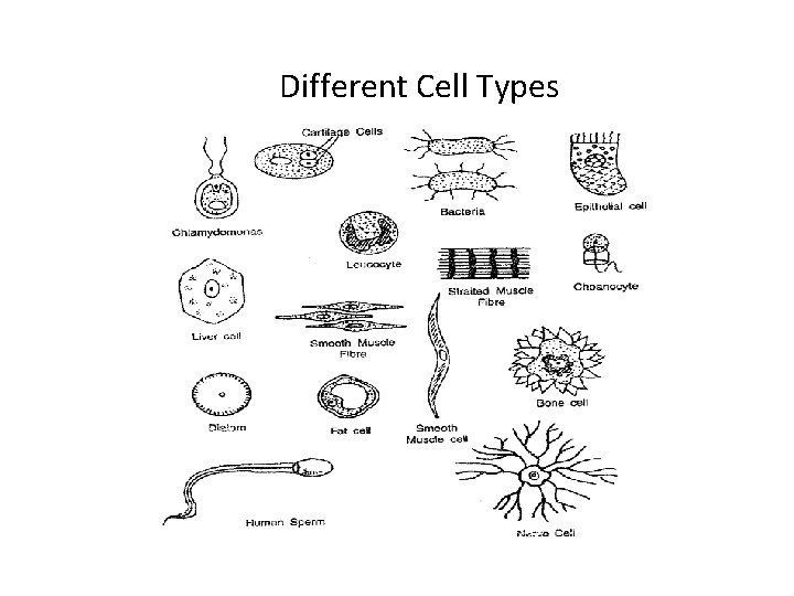Different Cell Types 