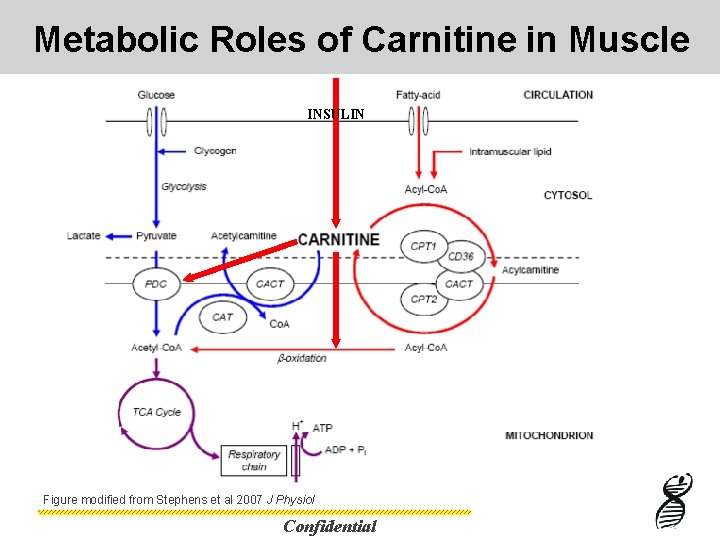 Metabolic Roles of Carnitine in Muscle INSULIN Figure modified from Stephens et al 2007