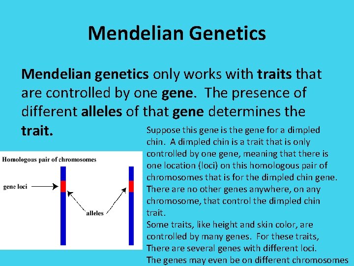 Mendelian Genetics Mendelian genetics only works with traits that are controlled by one gene.