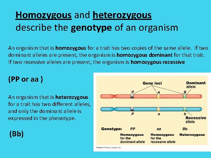 Homozygous and heterozygous describe the genotype of an organism An organism that is homozygous