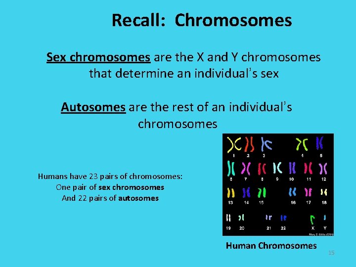 Recall: Chromosomes Sex chromosomes are the X and Y chromosomes that determine an individual’s