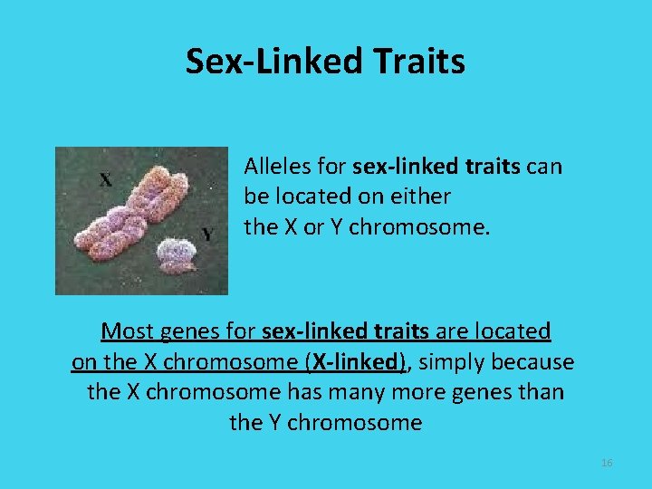 Sex-Linked Traits Alleles for sex-linked traits can be located on either the X or