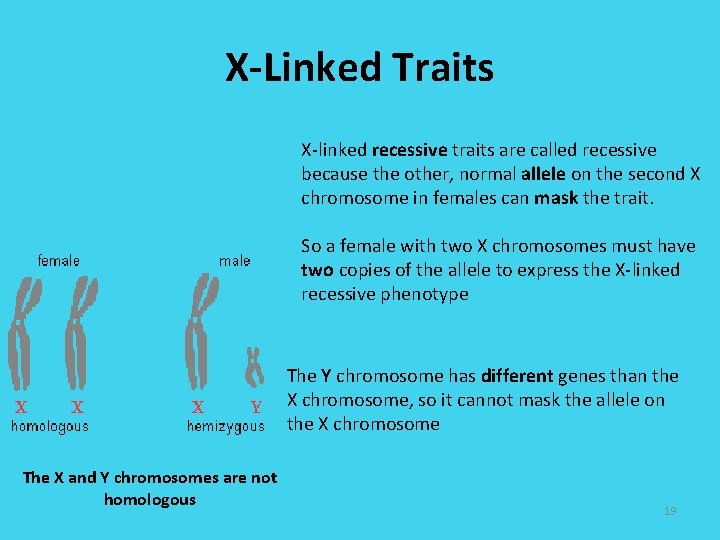 X-Linked Traits X-linked recessive traits are called recessive because the other, normal allele on