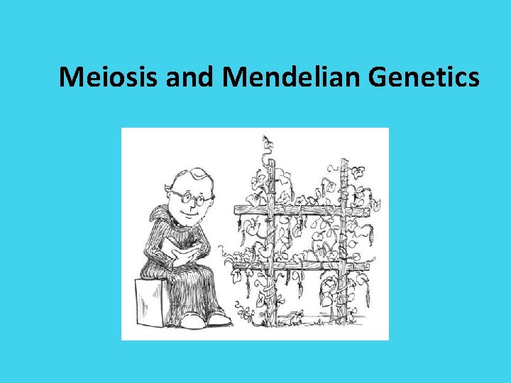 Meiosis and Mendelian Genetics 