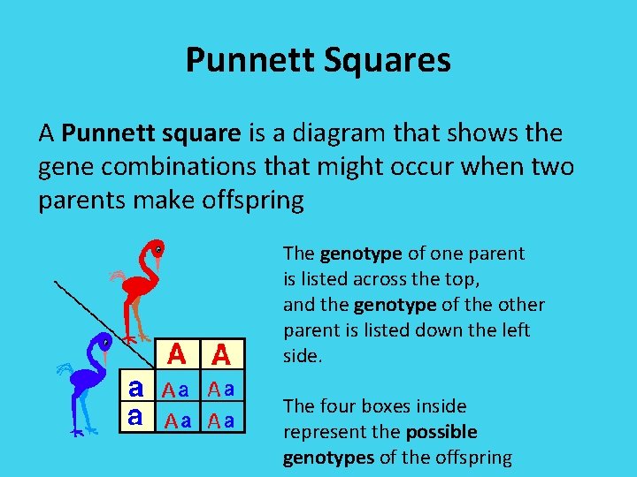 Punnett Squares A Punnett square is a diagram that shows the gene combinations that