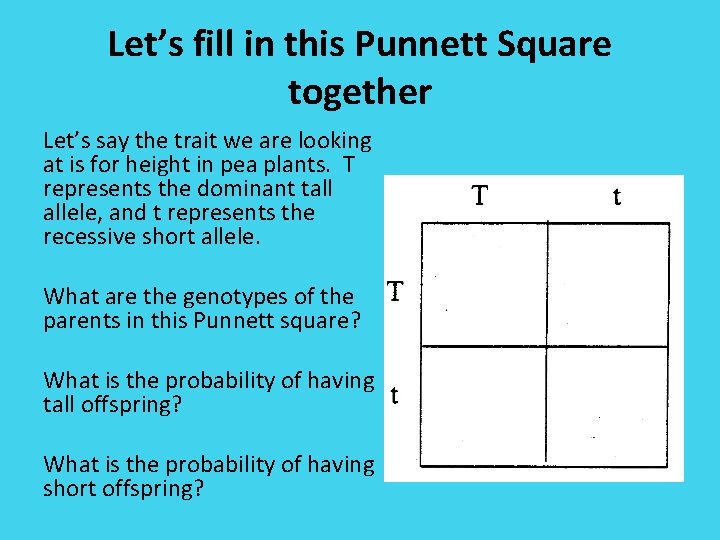 Let’s fill in this Punnett Square together Let’s say the trait we are looking