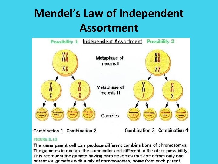 Mendel’s Law of Independent Assortment 