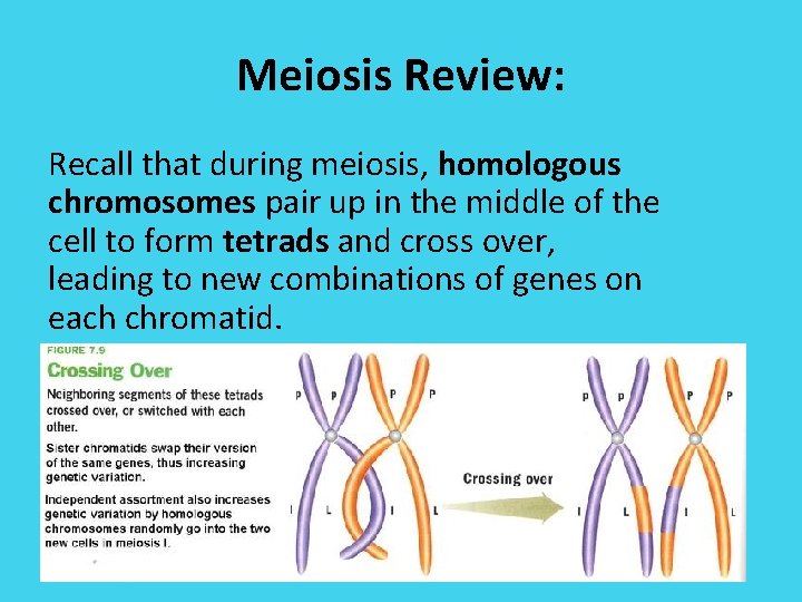 Meiosis Review: Recall that during meiosis, homologous chromosomes pair up in the middle of