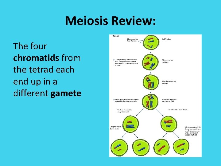 Meiosis Review: The four chromatids from the tetrad each end up in a different