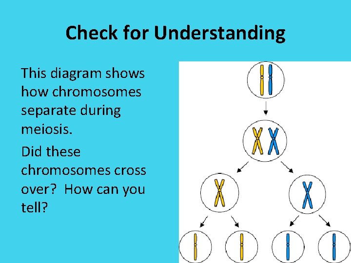 Check for Understanding This diagram shows how chromosomes separate during meiosis. Did these chromosomes