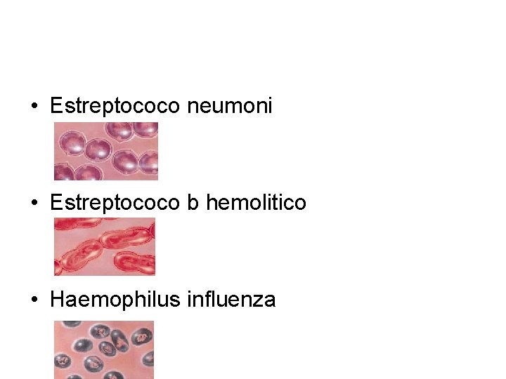  • Estreptococo neumoni • Estreptococo b hemolitico • Haemophilus influenza 