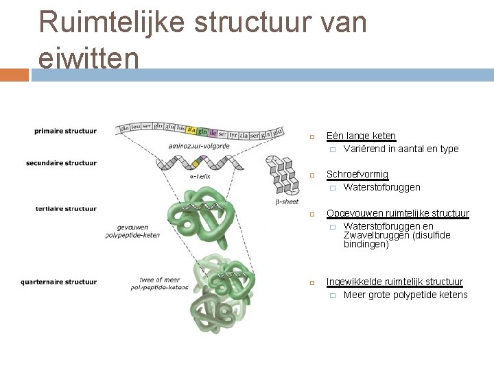 Ruimtelijke structuur van eiwitten Eén lange keten � Variërend in aantal en type Schroefvormig