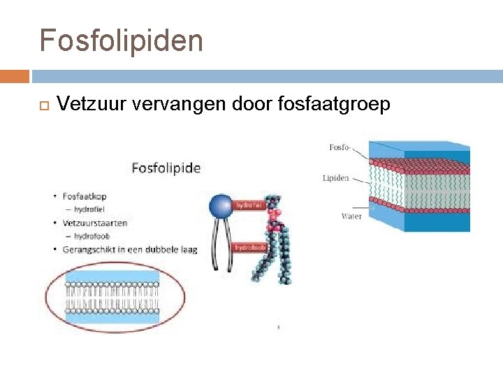 Fosfolipiden Vetzuur vervangen door fosfaatgroep 