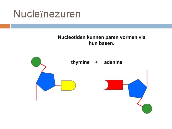 Nucleïnezuren 