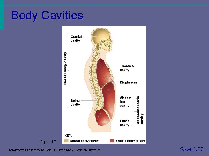 Body Cavities Figure 1. 7 Copyright © 2003 Pearson Education, Inc. publishing as Benjamin