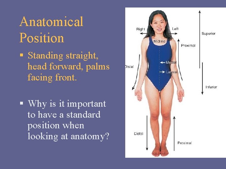 Anatomical Position § Standing straight, head forward, palms facing front. § Why is it