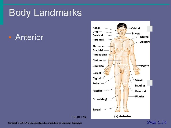 Body Landmarks • Anterior Figure 1. 5 a Copyright © 2003 Pearson Education, Inc.