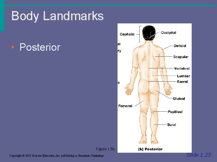 Body Landmarks • Posterior Figure 1. 5 b Copyright © 2003 Pearson Education, Inc.