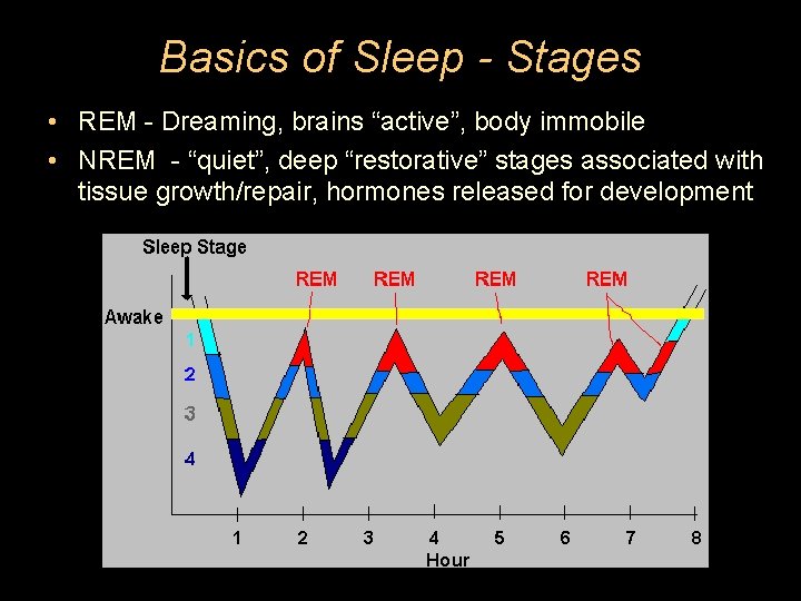 Basics of Sleep - Stages • REM - Dreaming, brains “active”, body immobile •