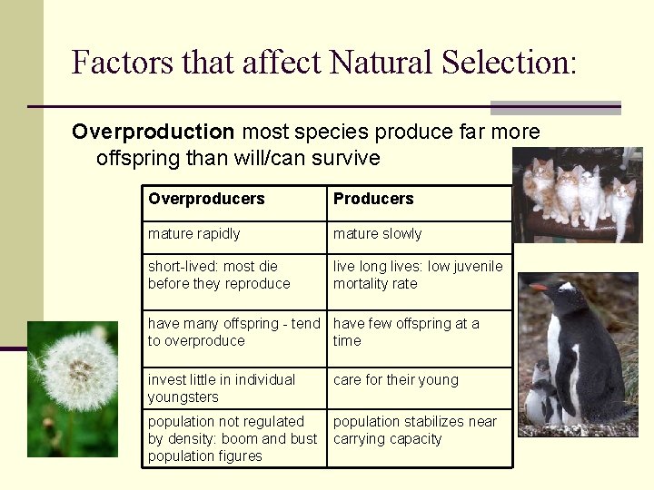 Factors that affect Natural Selection: Overproduction most species produce far more offspring than will/can