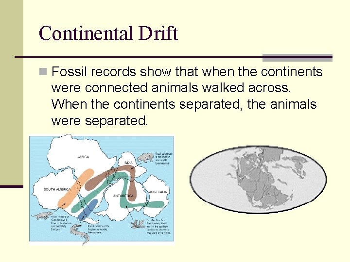 Continental Drift n Fossil records show that when the continents were connected animals walked
