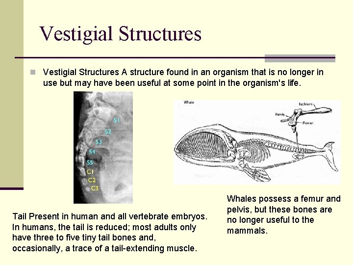 Vestigial Structures n Vestigial Structures A structure found in an organism that is no