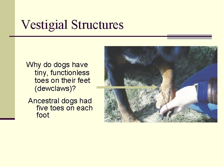 Vestigial Structures Why do dogs have tiny, functionless toes on their feet (dewclaws)? Ancestral
