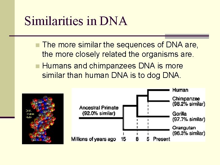 Similarities in DNA The more similar the sequences of DNA are, the more closely