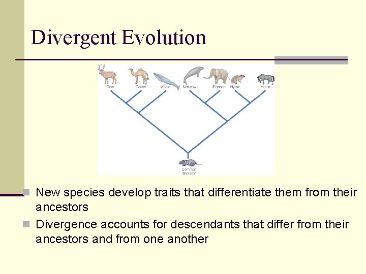 Divergent Evolution n New species develop traits that differentiate them from their ancestors n