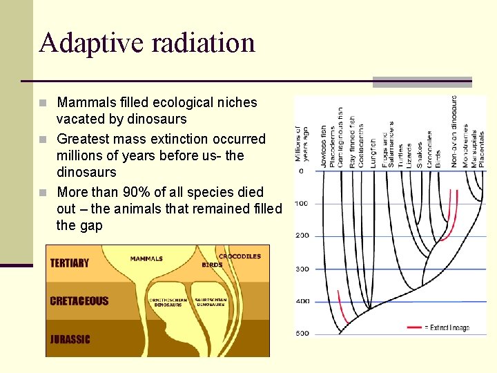 Adaptive radiation n Mammals filled ecological niches vacated by dinosaurs n Greatest mass extinction