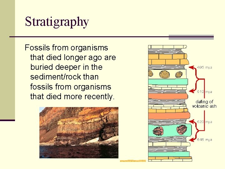 Stratigraphy Fossils from organisms that died longer ago are buried deeper in the sediment/rock