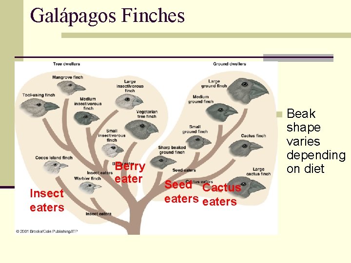 Galápagos Finches n Berry eater Insect eaters Seed Cactus eaters Beak shape varies depending