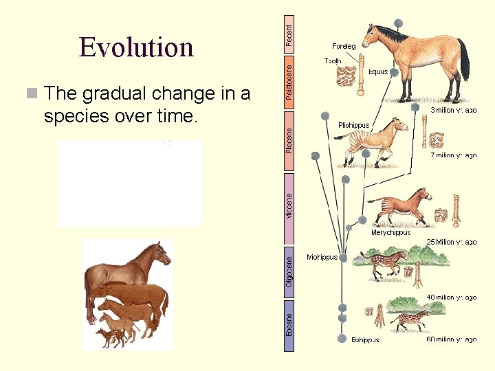 Evolution n The gradual change in a species over time. 
