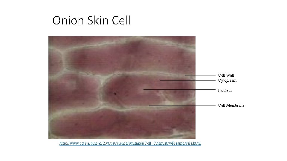 Onion Skin Cell Wall Cytoplasm Nucleus Cell Membrane http: //www. pgjr. alpine. k 12.