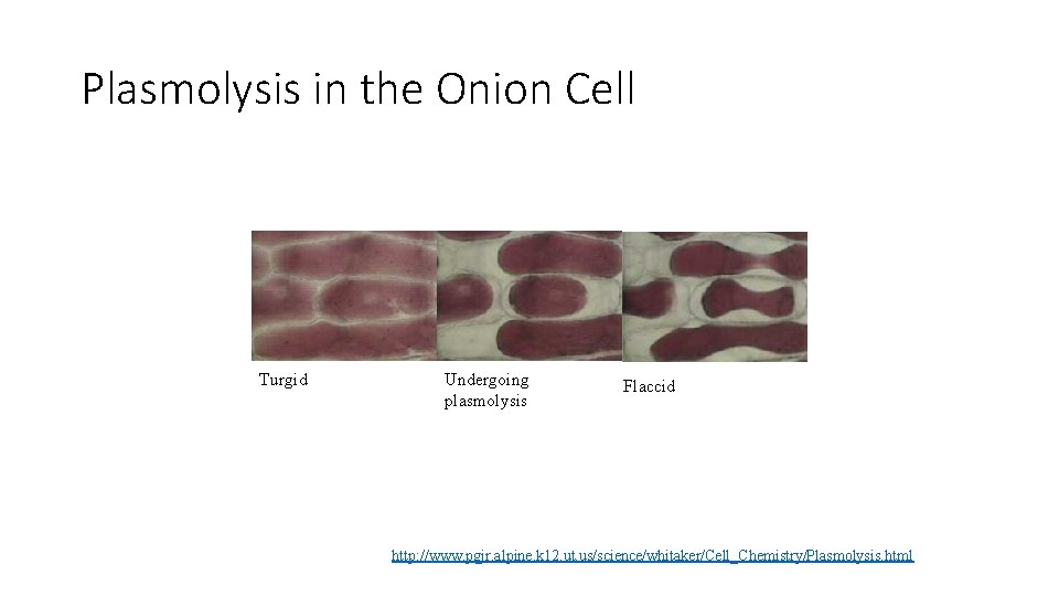 Plasmolysis in the Onion Cell Turgid Undergoing plasmolysis Flaccid http: //www. pgjr. alpine. k