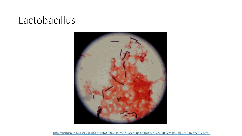 Lactobacillus http: //www. niles-hs. k 12. il. us/amilef/AP%20 Bio%20 Webquest/Unit%209 -%20 Teresa%20 Lim/Unit%209. html