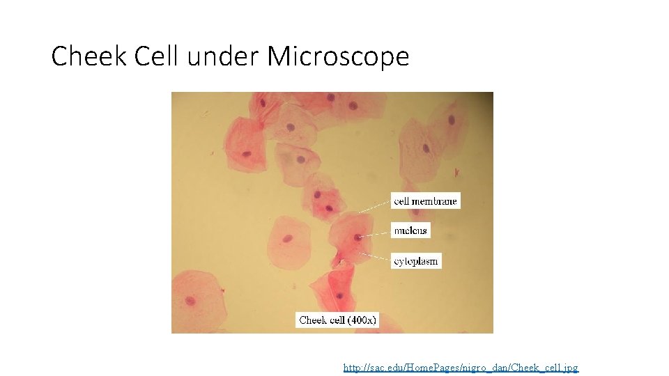 Cheek Cell under Microscope http: //sac. edu/Home. Pages/nigro_dan/Cheek_cell. jpg 