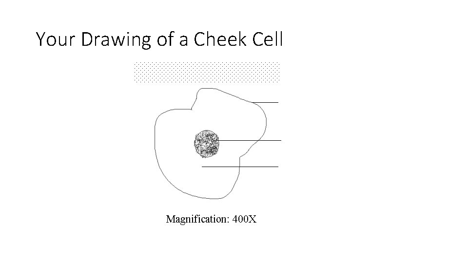 Your Drawing of a Cheek Cell Magnification: 400 X 