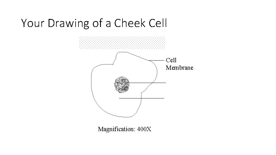 Your Drawing of a Cheek Cell Membrane Magnification: 400 X 