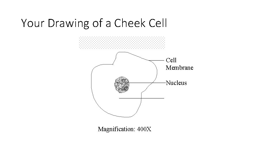 Your Drawing of a Cheek Cell Membrane Nucleus Magnification: 400 X 