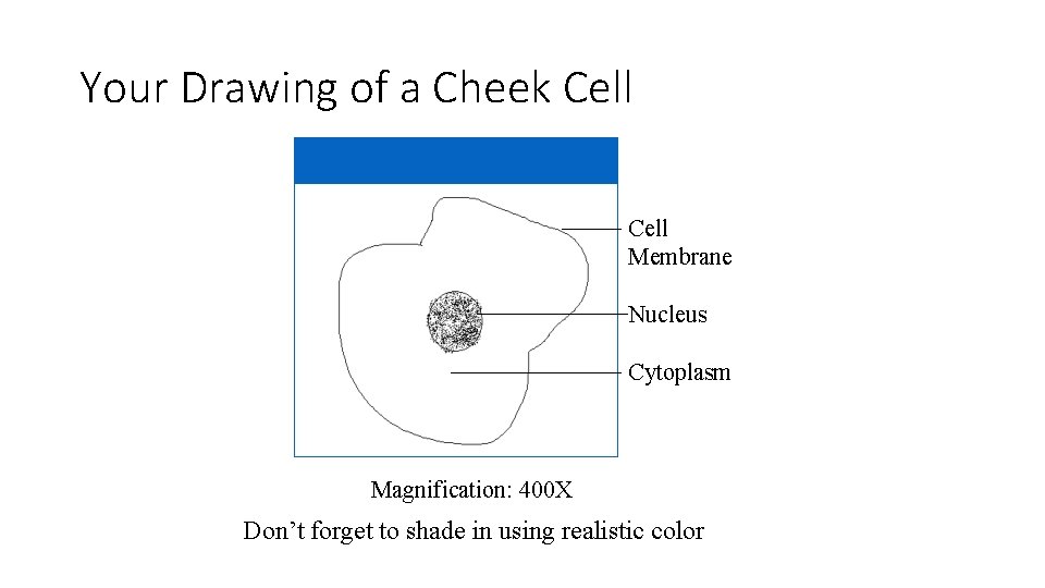 Your Drawing of a Cheek Cell Membrane Nucleus Cytoplasm Magnification: 400 X Don’t forget