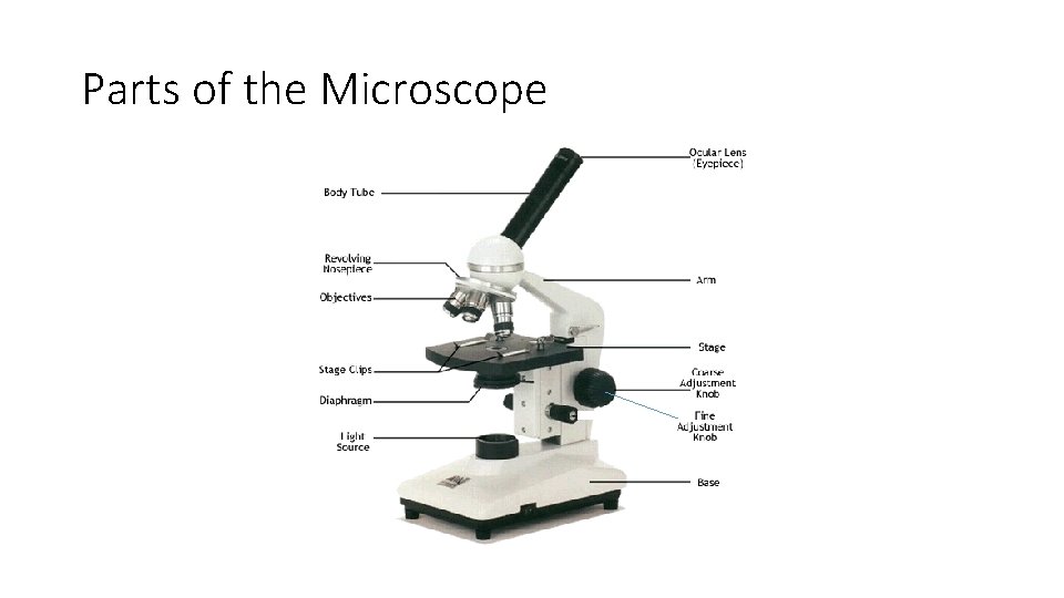 Parts of the Microscope 