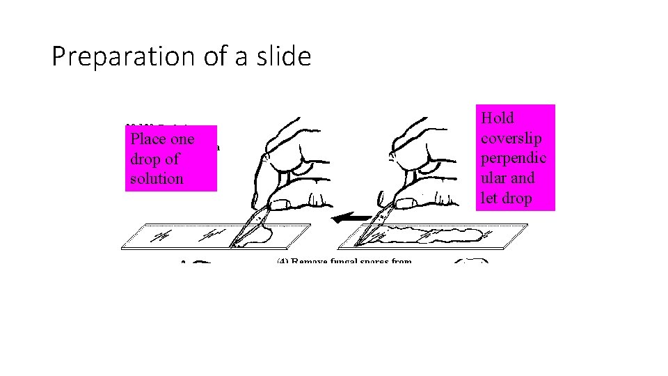 Preparation of a slide Place one drop of solution Hold coverslip perpendic ular and