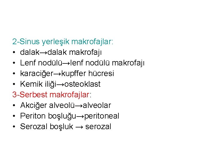 2 -Sinus yerleşik makrofajlar: • dalak→dalak makrofajı • Lenf nodülü→lenf nodülü makrofajı • karaciğer→kupffer