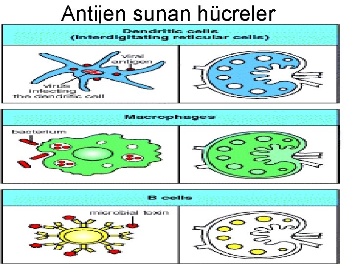 Antijen sunan hücreler 