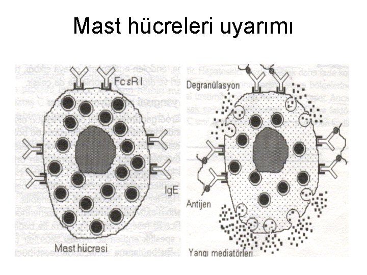 Mast hücreleri uyarımı 