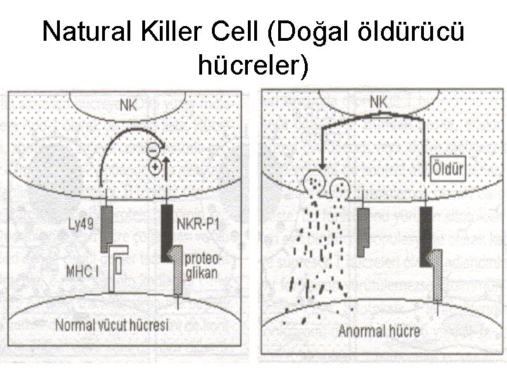 Natural Killer Cell (Doğal öldürücü hücreler) 